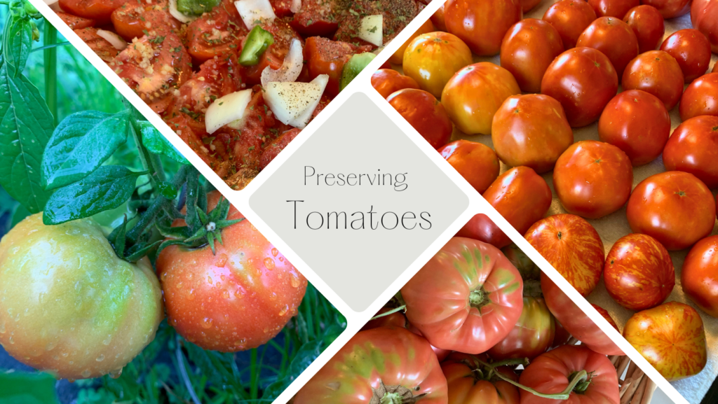 photo of preserving tomatoes