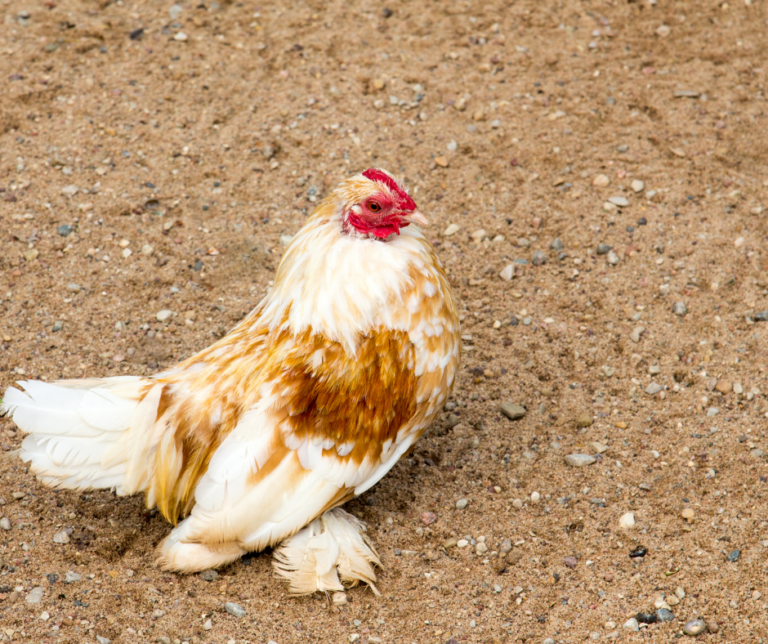 photo of a chicken in sand