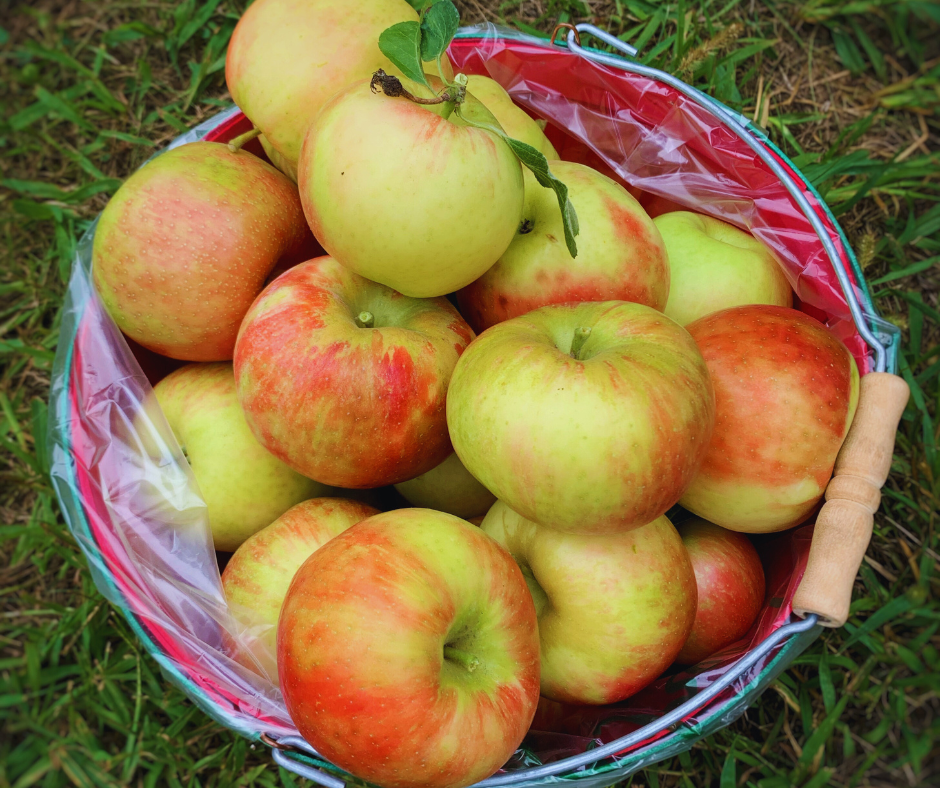a photo of a bucket of apples