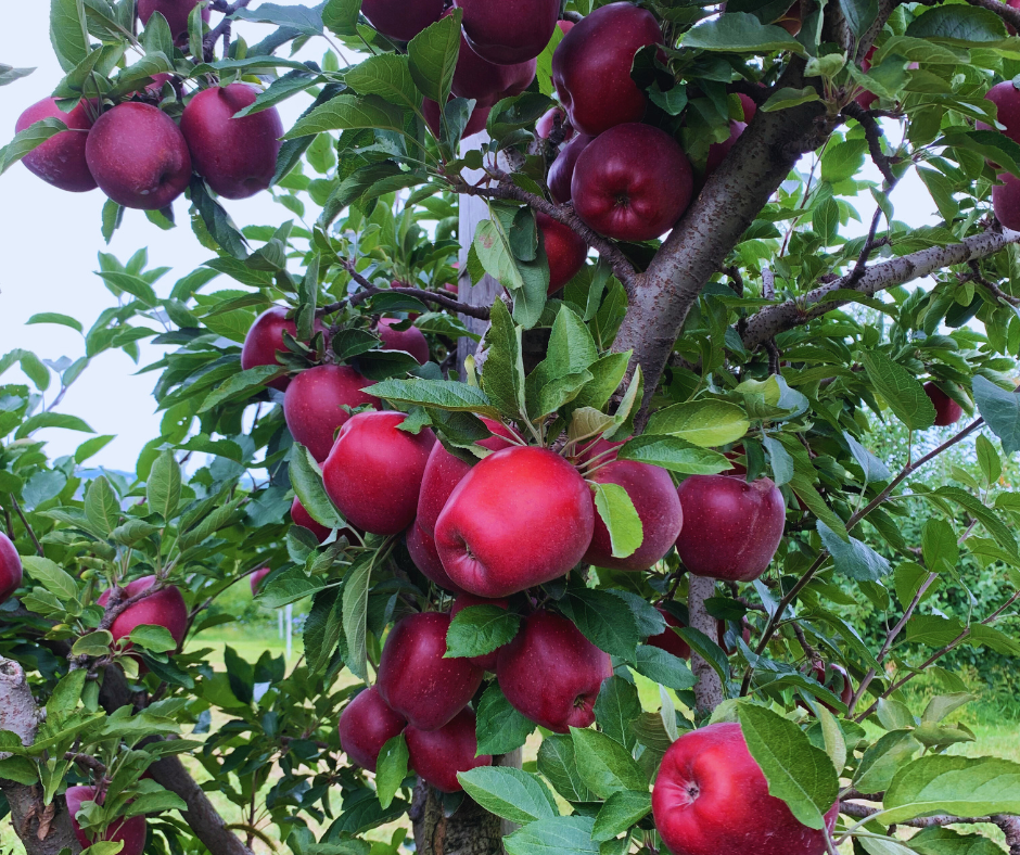 a photo of deep red apples on a tree