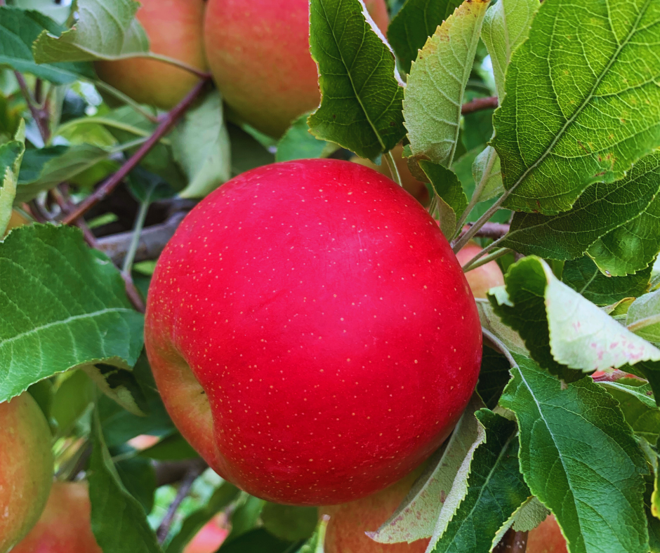 a photo of a bright red apple on a tree