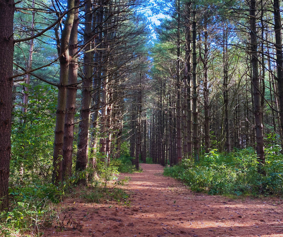 photo of beautiful pine trees