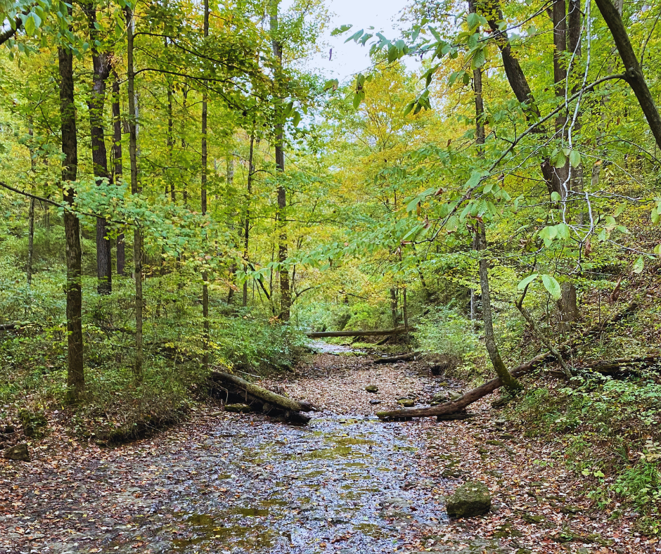 photo of a creek with beautiful trees on the bank