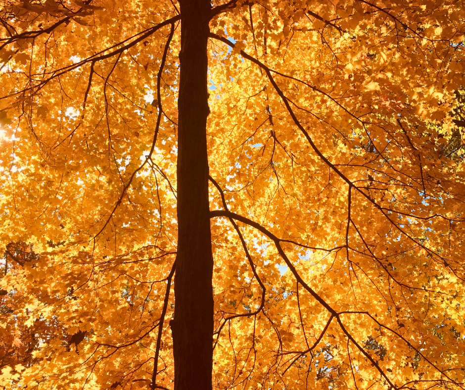 a photo of a beautiful golden fall tree