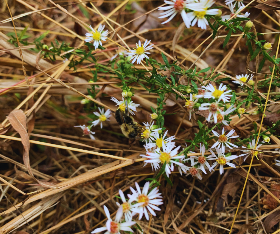 a photo of a bumble bee on yellow and white flowers