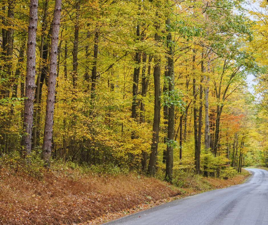 a photo of a road surrounded by beautiful fall foliage 