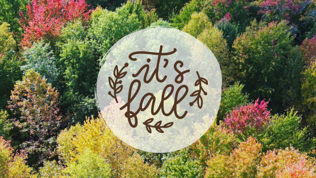 a photo of beautiful fall trees